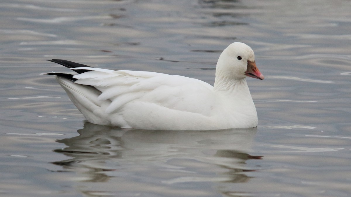 Ross's Goose - Daniel Jauvin