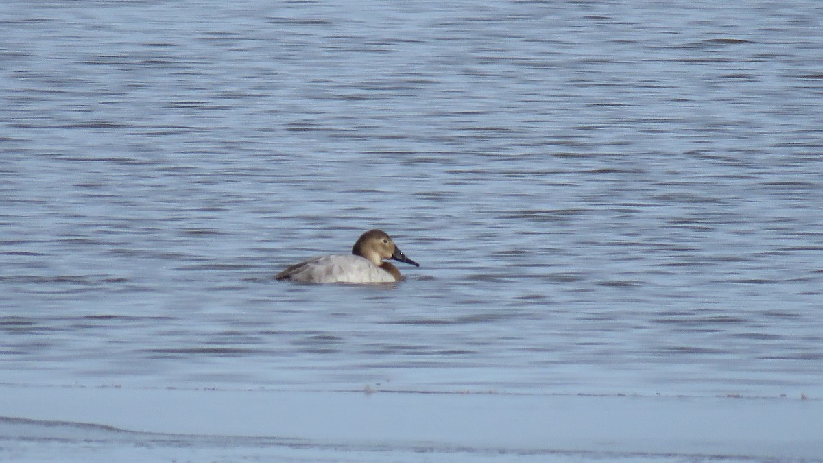 Canvasback - ML216183291