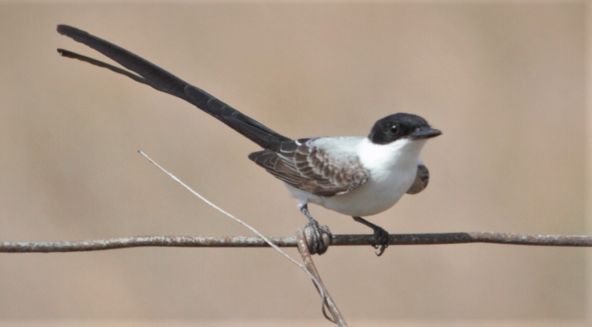 Fork-tailed Flycatcher - kevin cochran