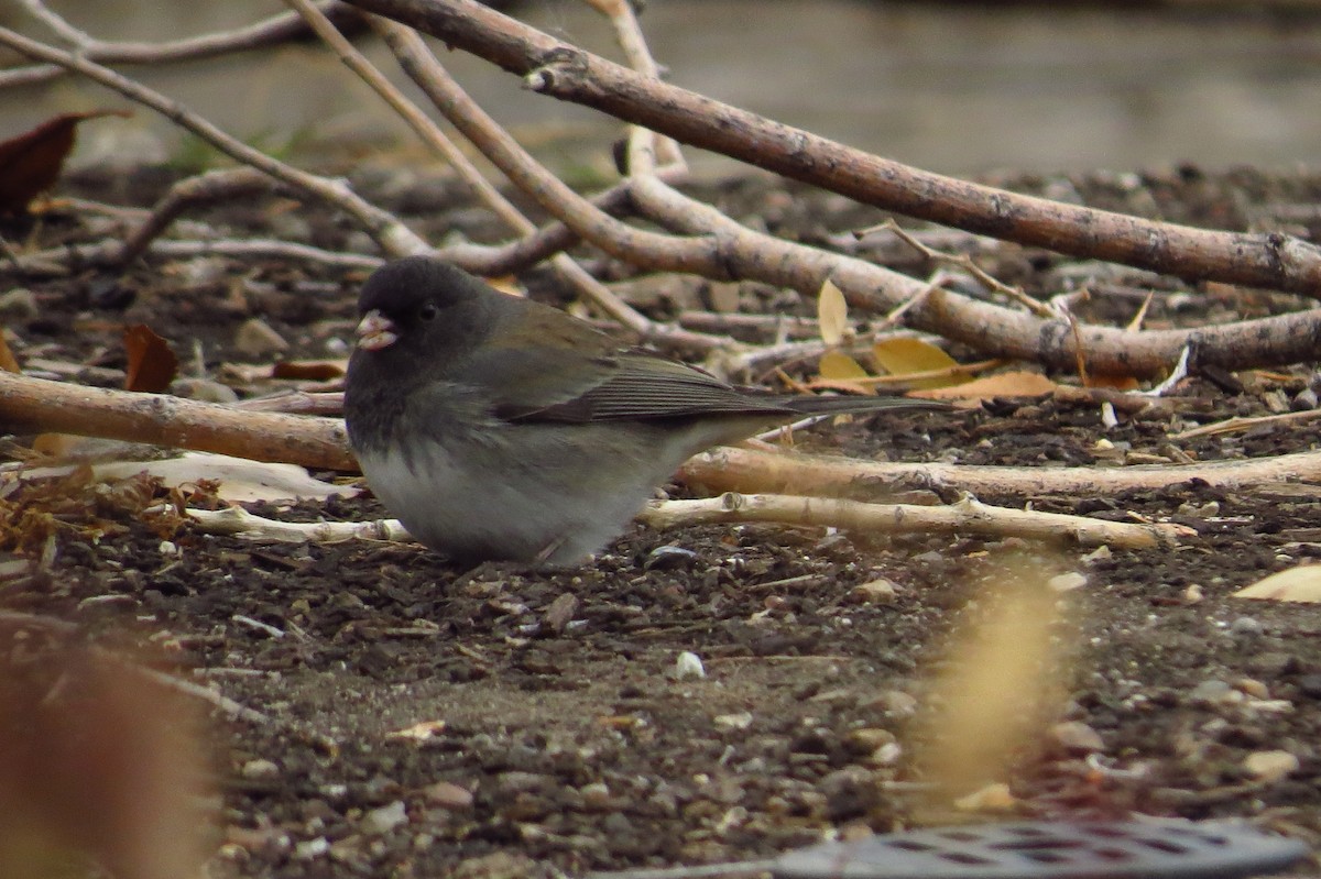 Junco Ojioscuro (cismontanus) - ML21618601