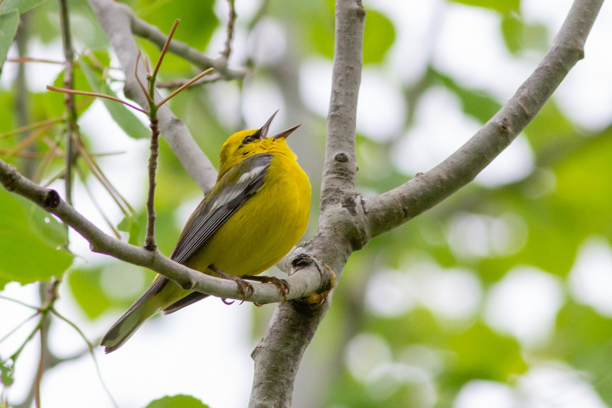 Blue-winged Warbler - ML216186081