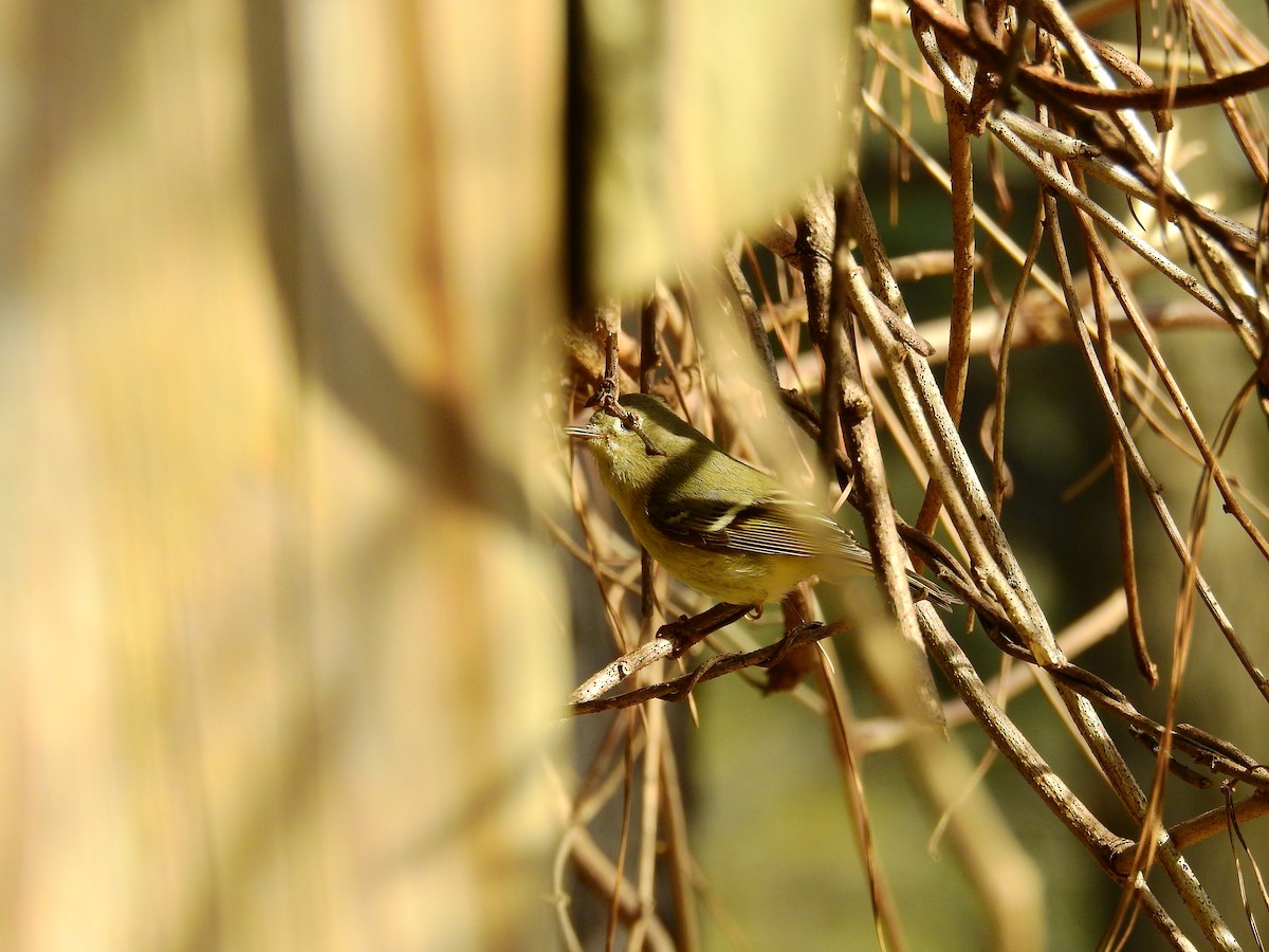 Ruby-crowned Kinglet - Chuck Schussman