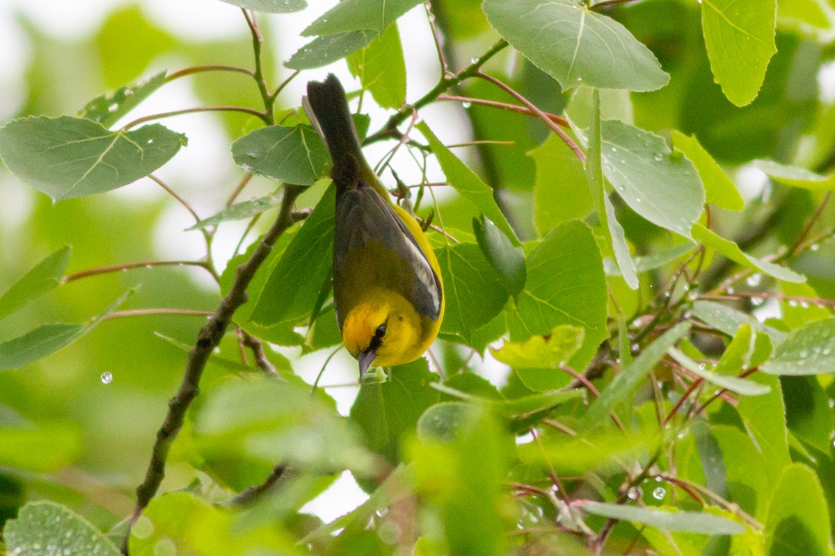 Blue-winged Warbler - ML216186881