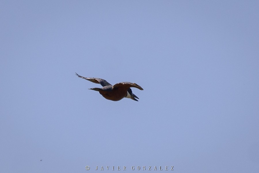 Ringed Kingfisher - ML216187501