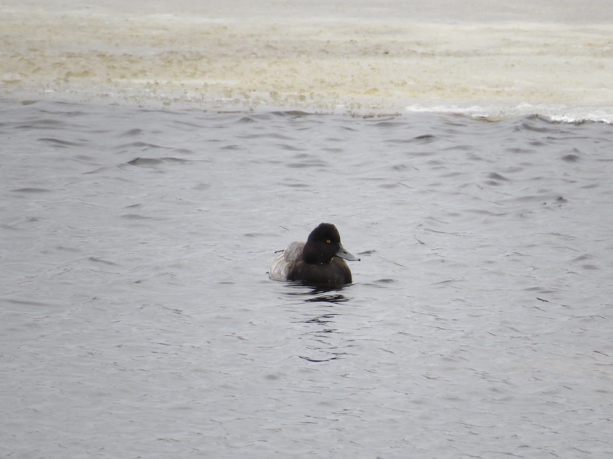 Lesser Scaup - ML21619241