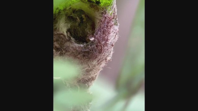 Пестрогорлый колибри-отшельник - ML216192631