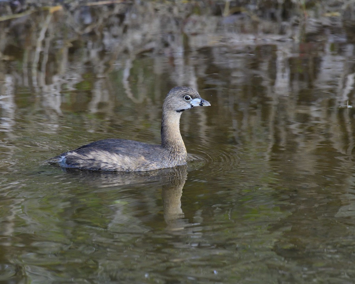 Pied-billed Grebe - Rich Shevalier