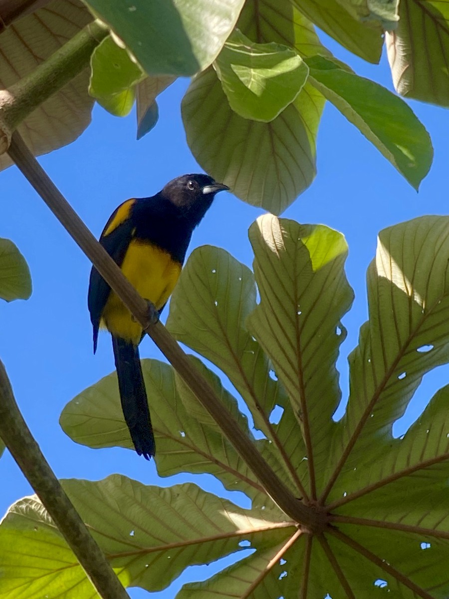Black-cowled Oriole - ML216193091