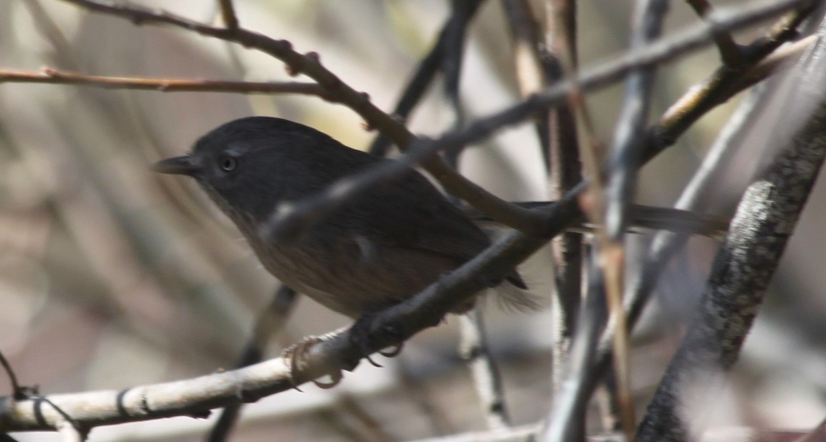 Wrentit - ML216195121