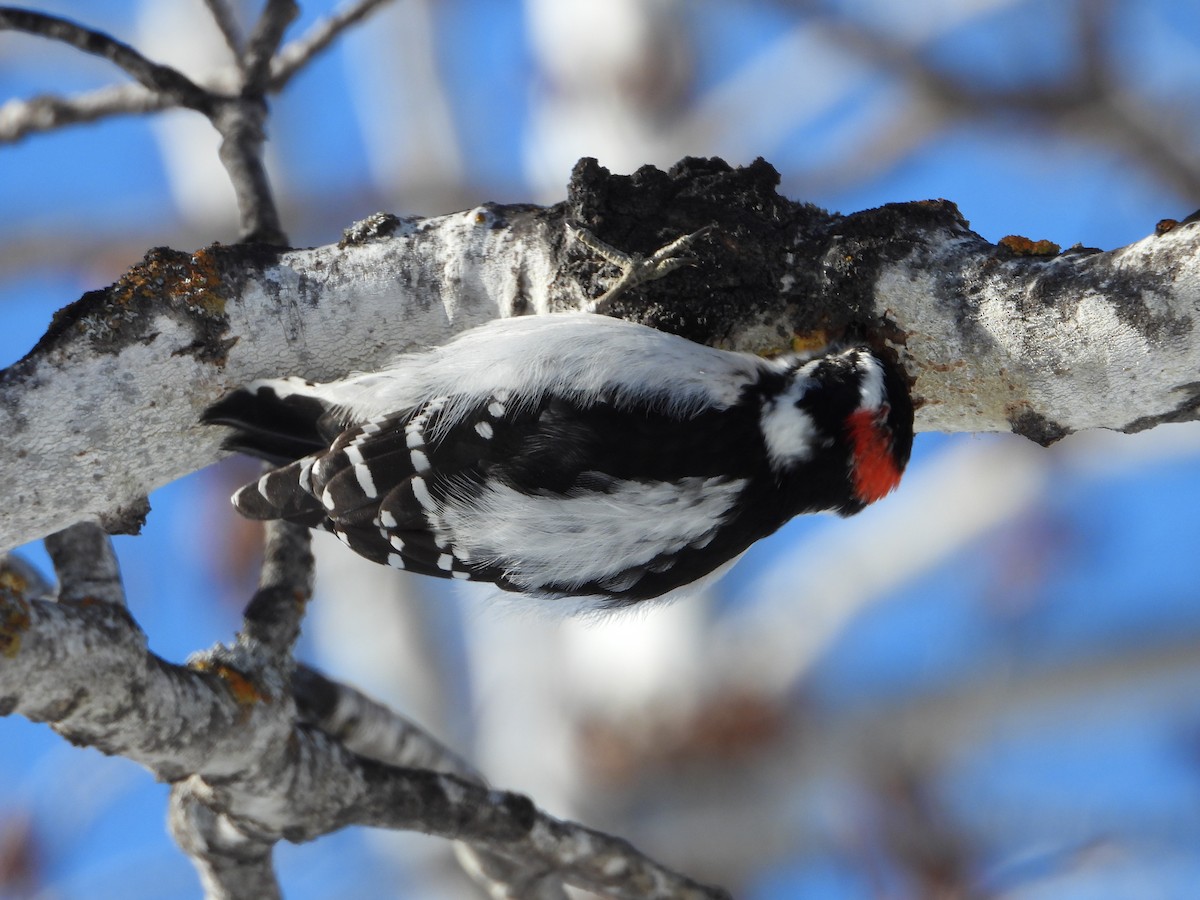 Downy Woodpecker - ML216196751