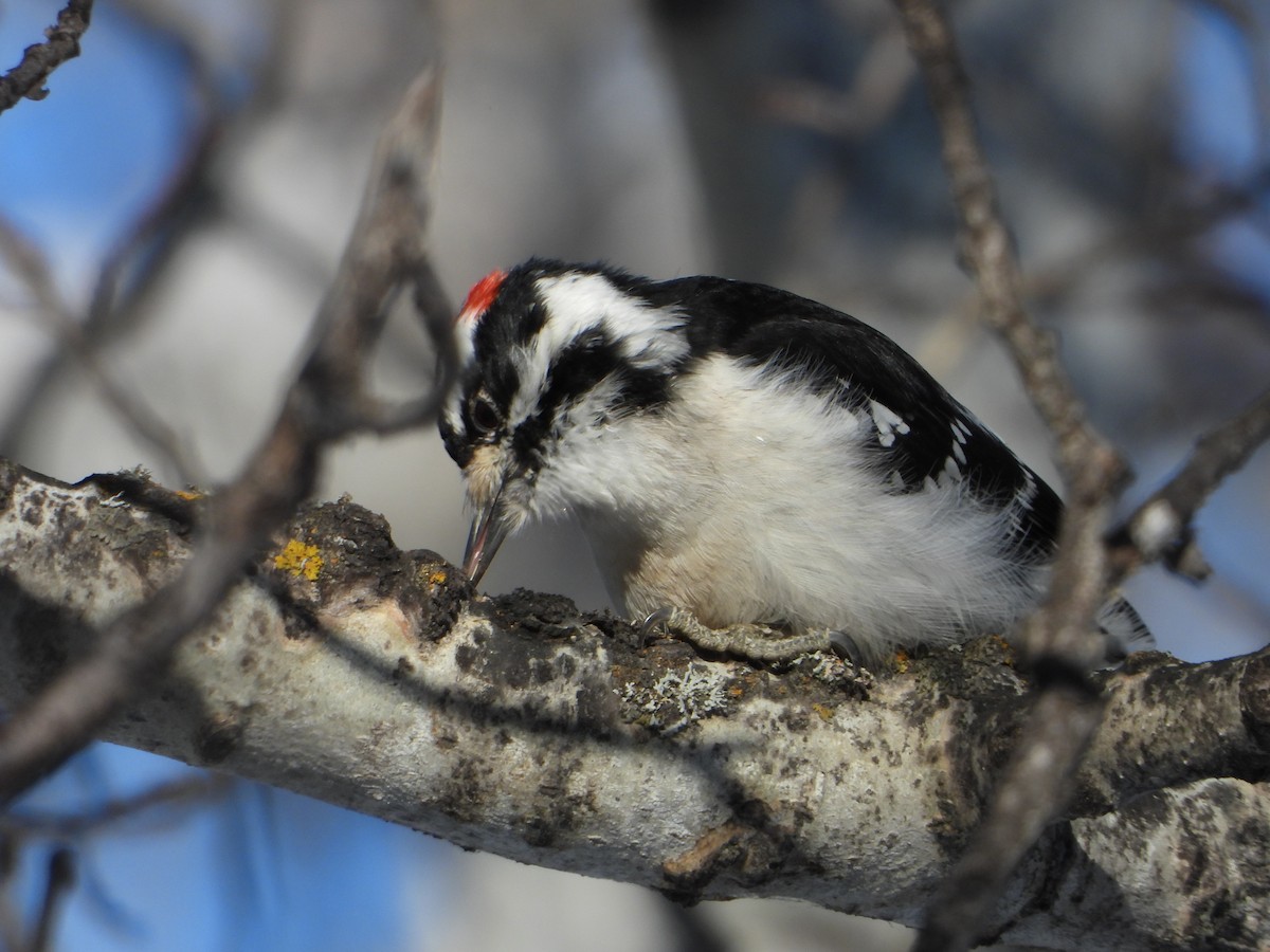 Downy Woodpecker - ML216197061