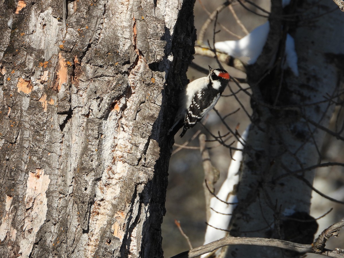 Downy Woodpecker - ML216197071