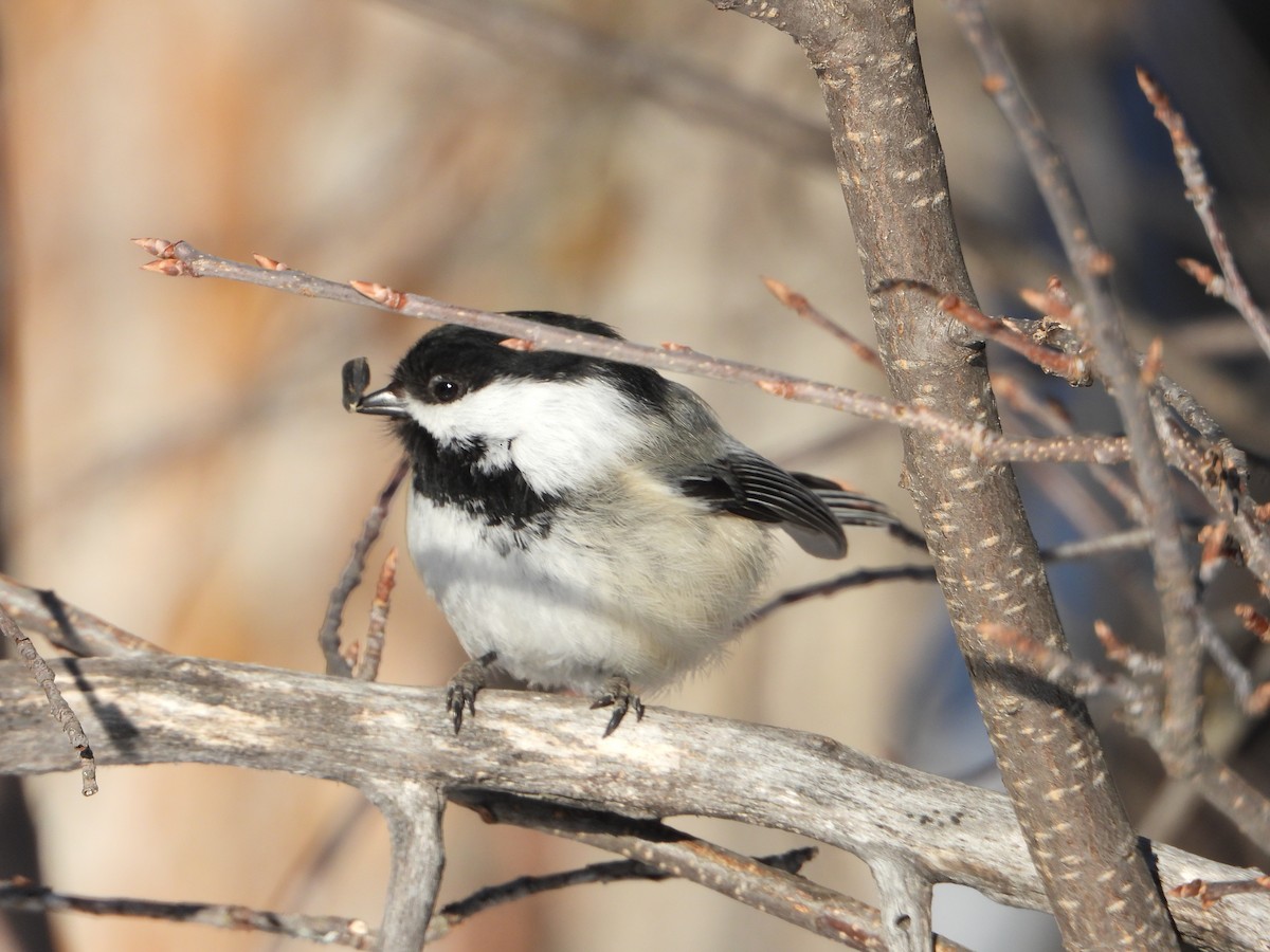 Black-capped Chickadee - ML216197421