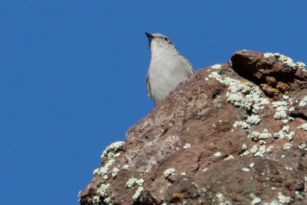 Townsend's Solitaire - ML216197441