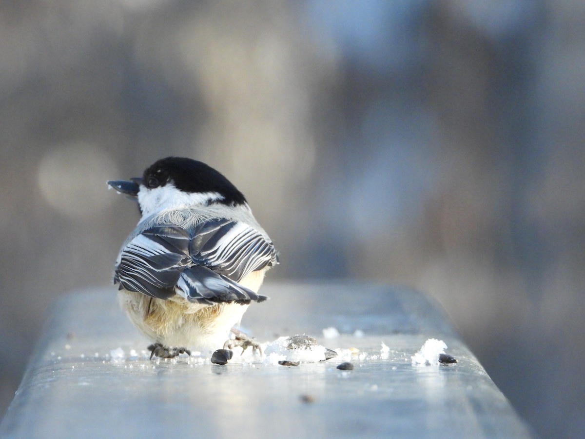 Black-capped Chickadee - ML216197651