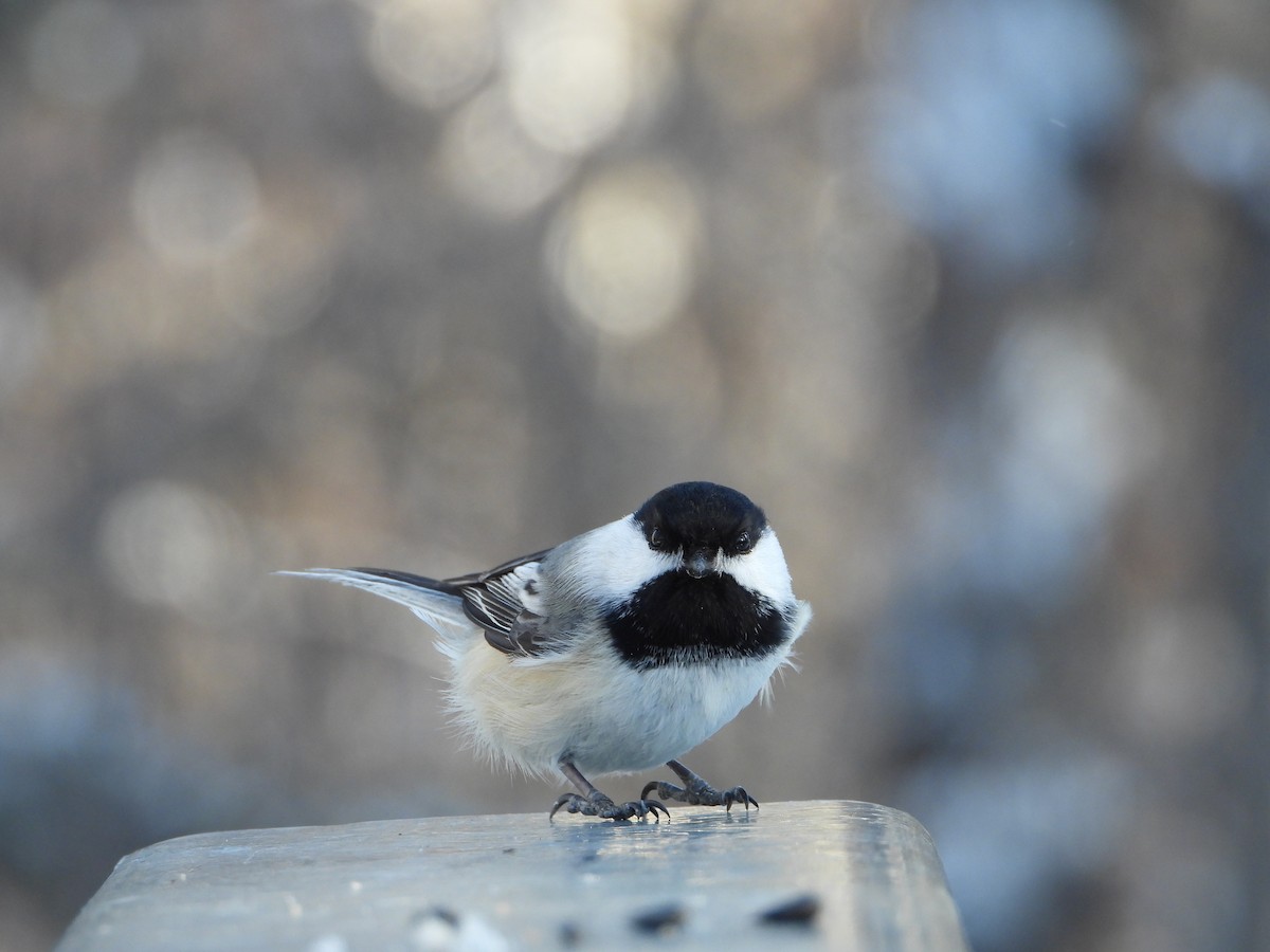 Black-capped Chickadee - ML216197691