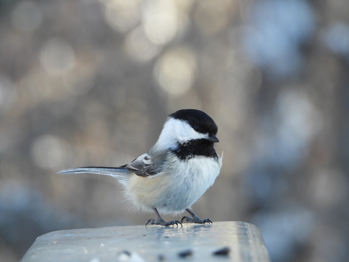 Black-capped Chickadee - ML216197721