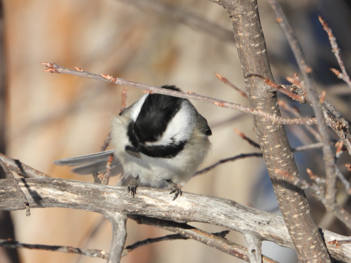 Black-capped Chickadee - ML216197741