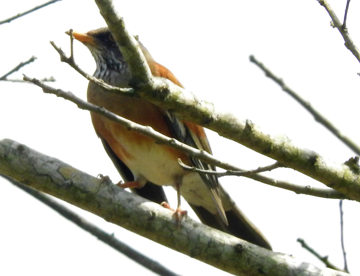 Rufous-backed Robin - ML216199561