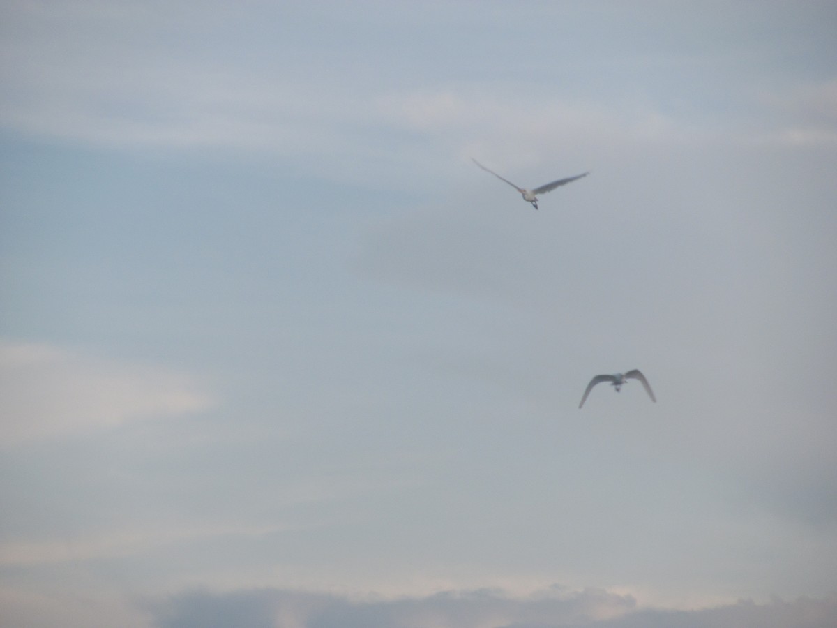 Great Egret - ML216200051