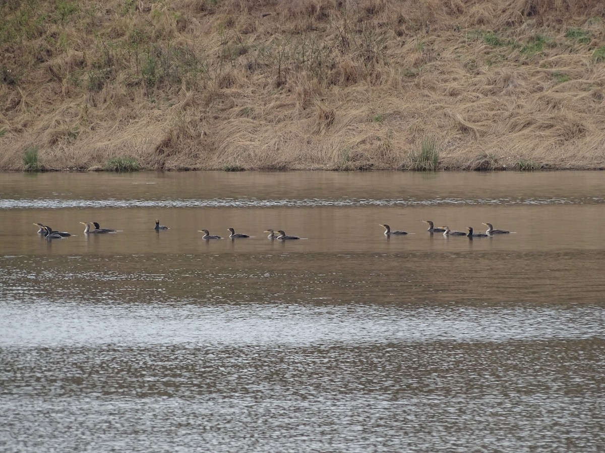 Cormoran à aigrettes - ML216200311