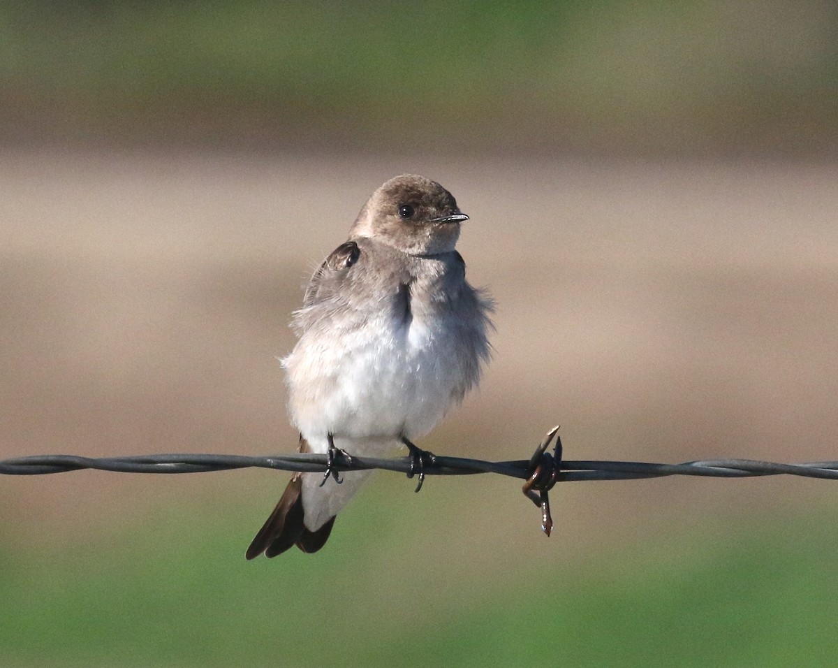 Northern Rough-winged Swallow - ML216201201