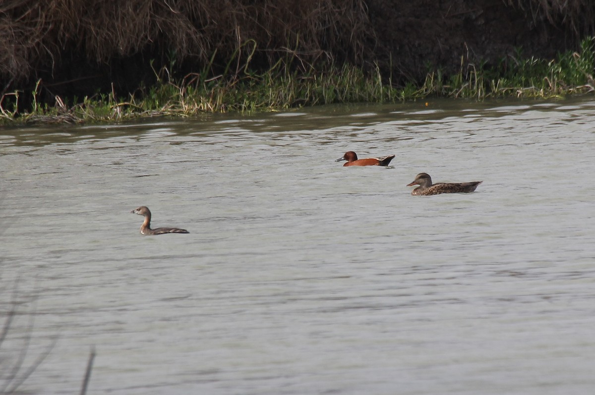 Pied-billed Grebe - ML216201761