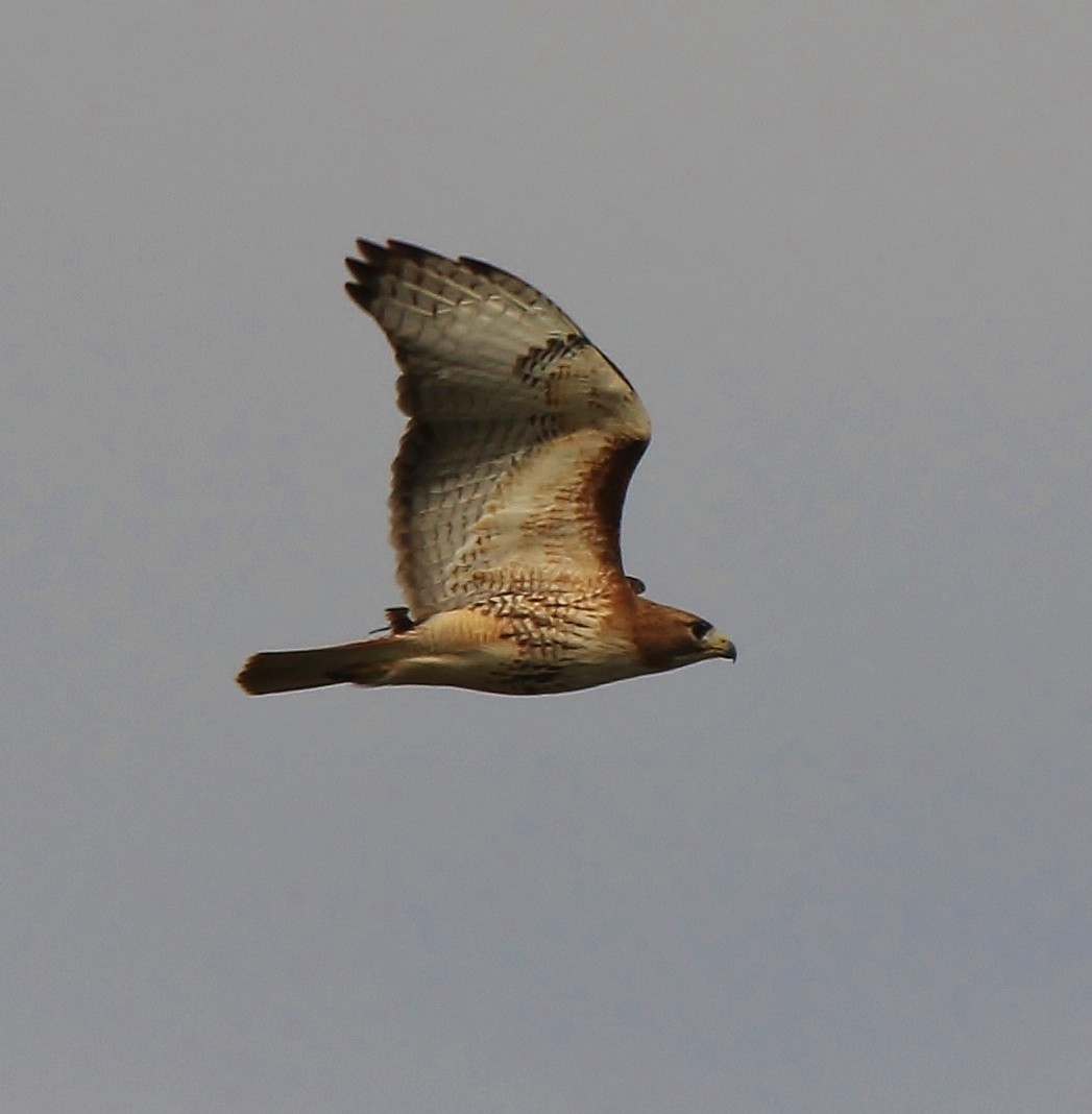 Red-tailed Hawk - ML216201891