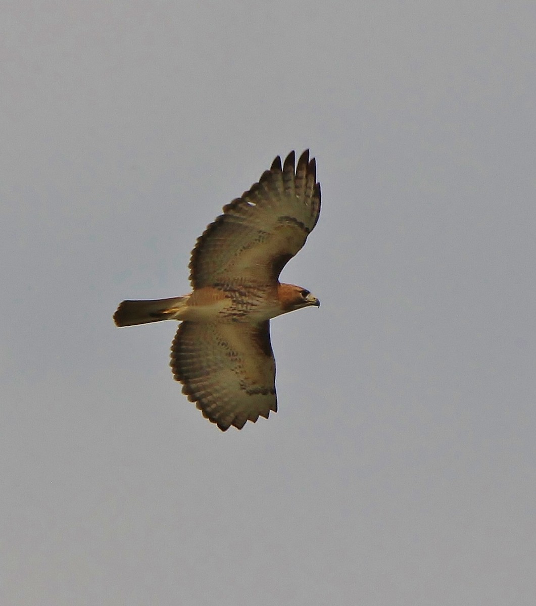 Red-tailed Hawk - ML216201911