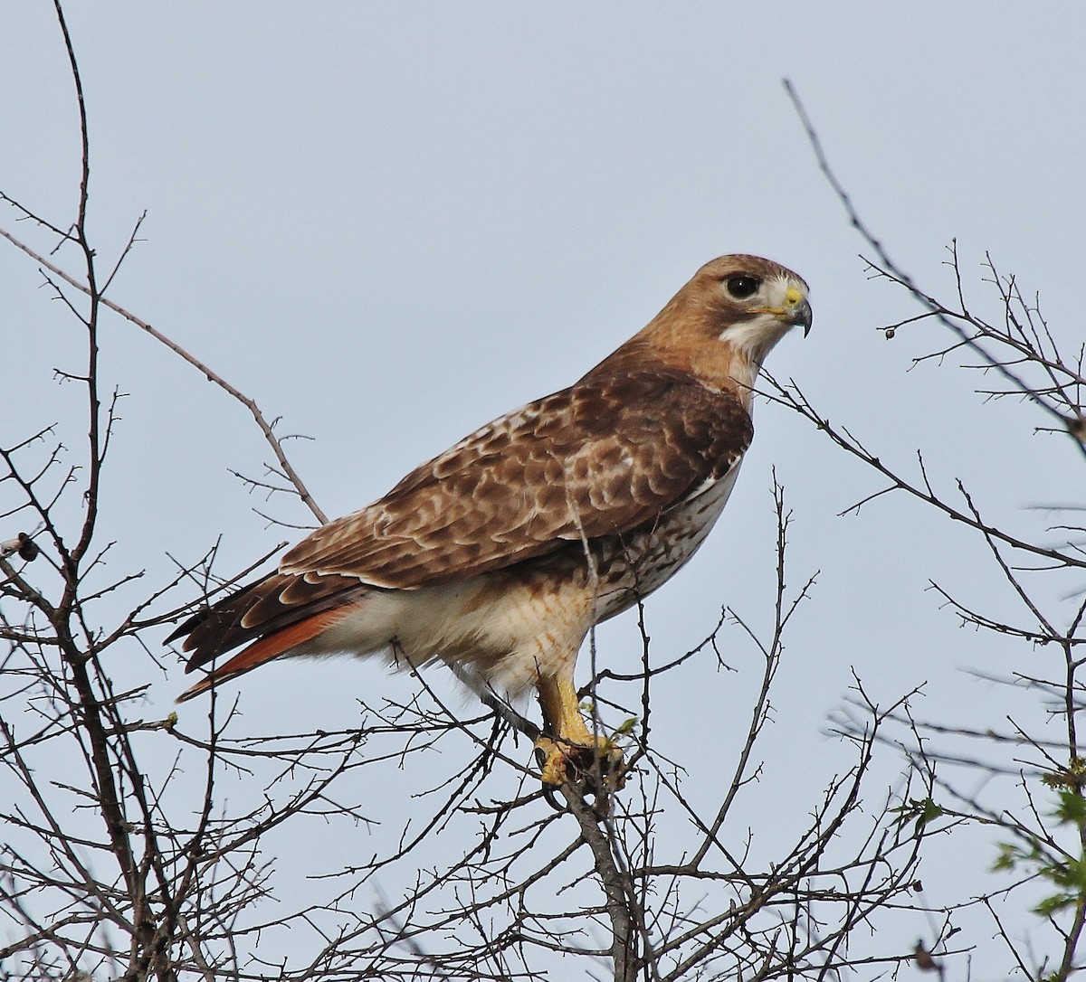 Red-tailed Hawk - ML216201931