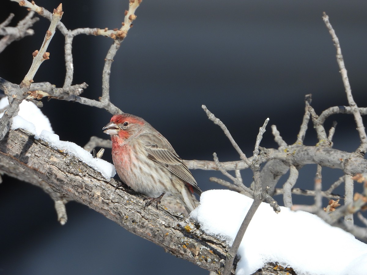 House Finch - ML216202231