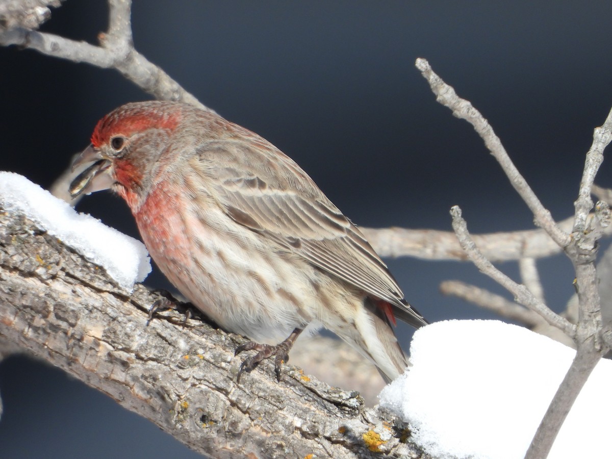 House Finch - ML216202341