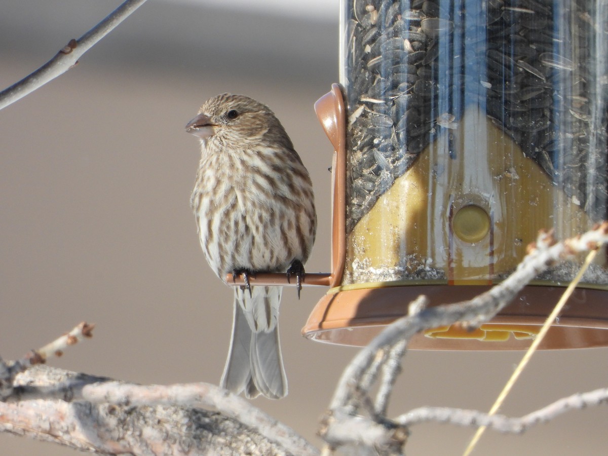 House Finch - ML216202401