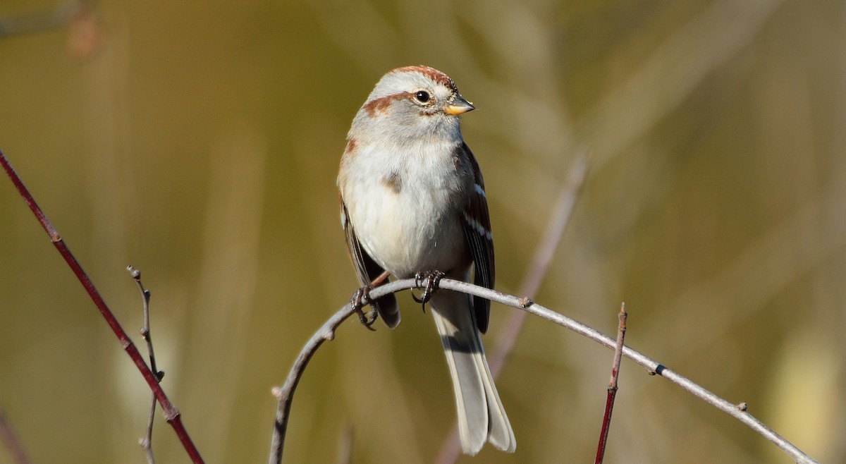 American Tree Sparrow - ML21620281