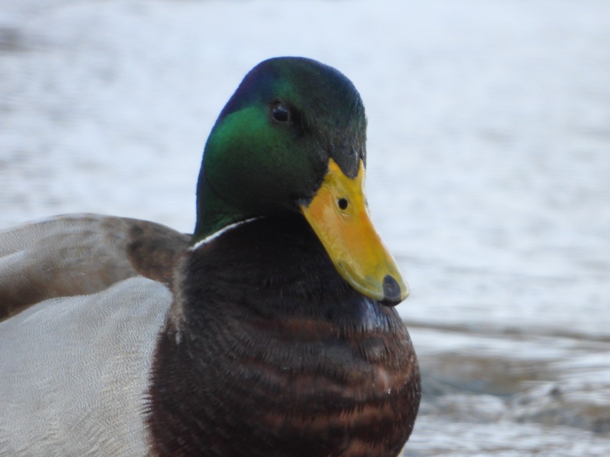 Mallard - ML216202811