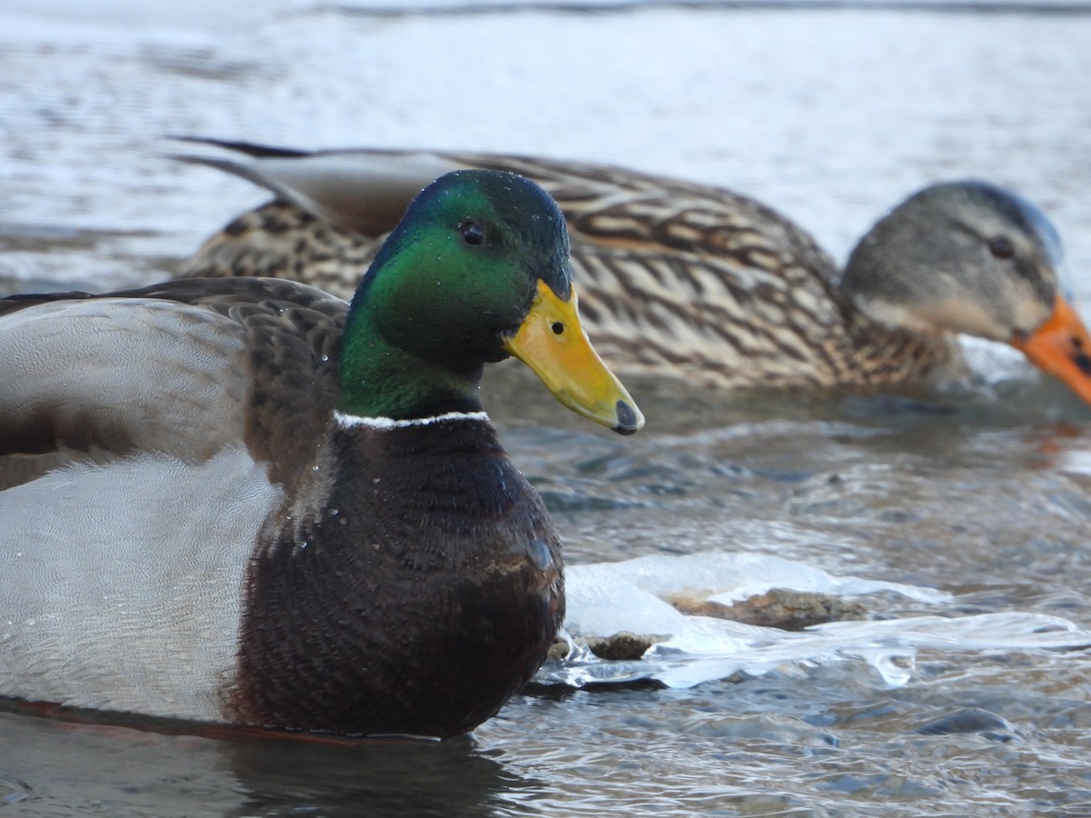 Mallard - Andrew Hyland