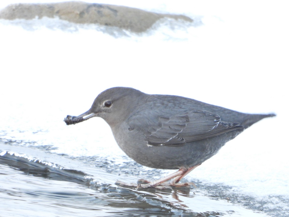 American Dipper - ML216202871