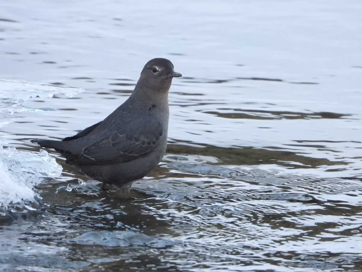 American Dipper - Andrew Hyland