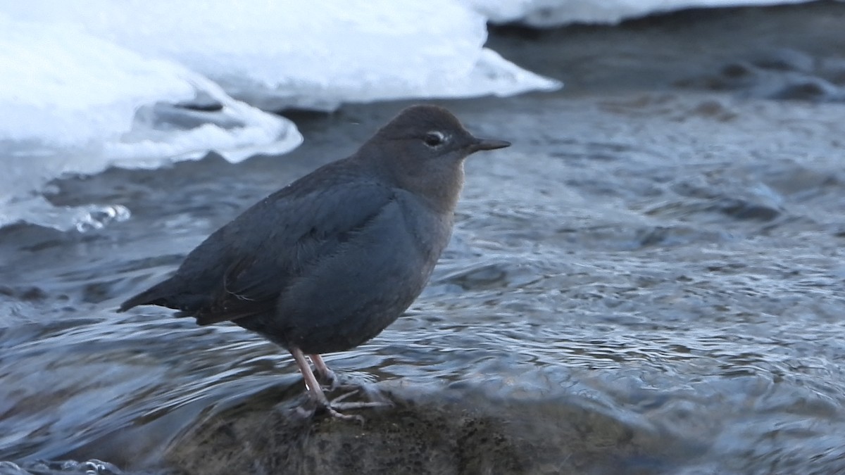 American Dipper - ML216202901