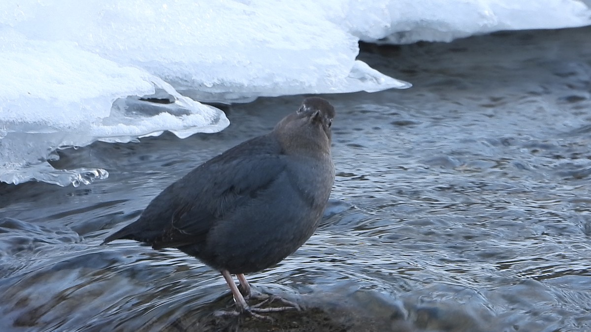 American Dipper - Andrew Hyland