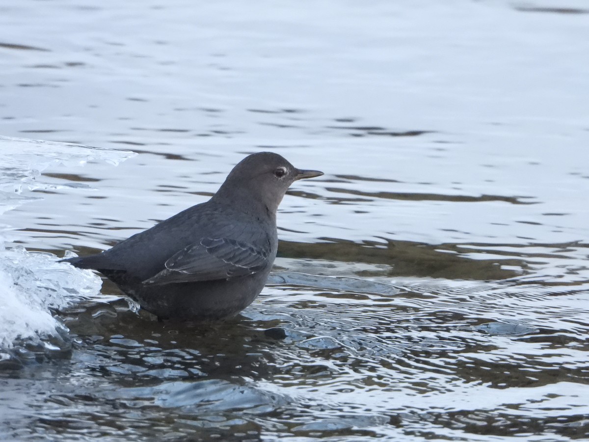 American Dipper - ML216202931