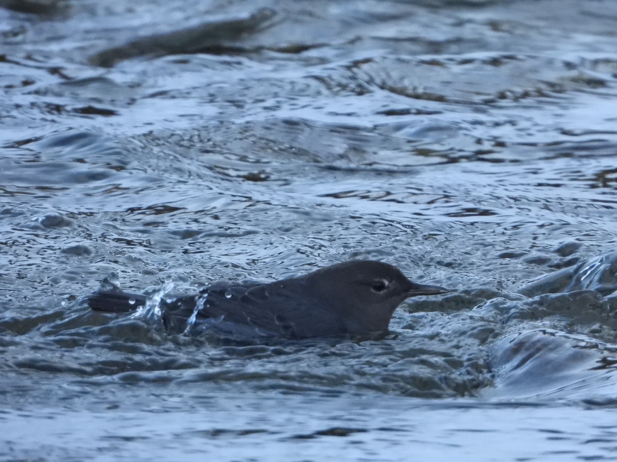 American Dipper - ML216202991