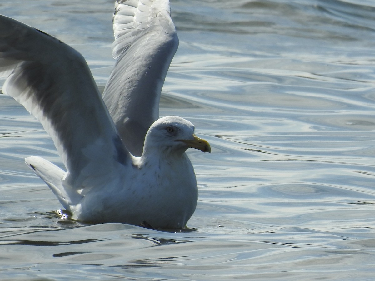 Herring Gull (American) - Tina Toth