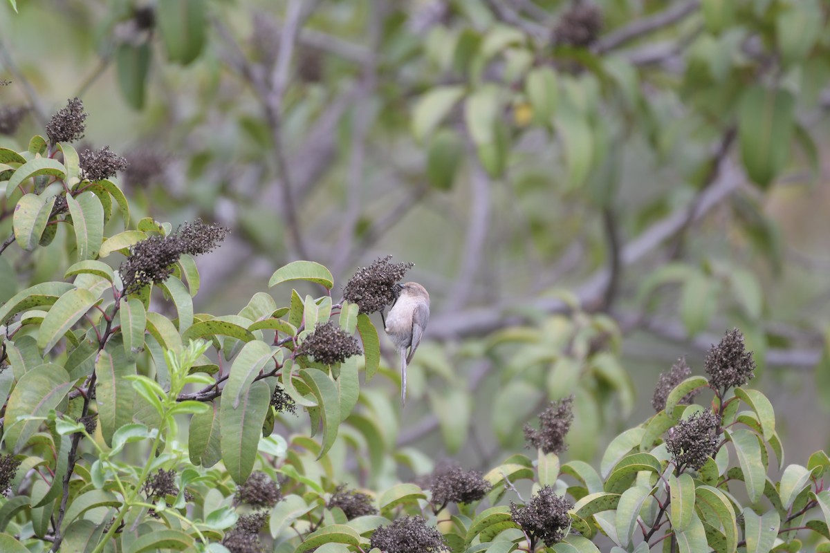 Bushtit - ML216204741