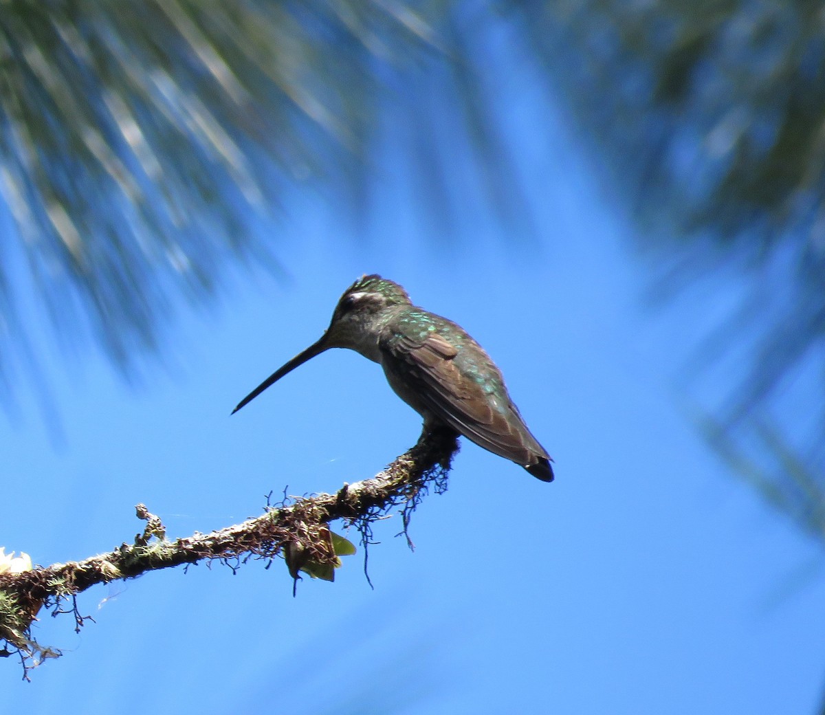 Rivoli's Hummingbird - ML216206721