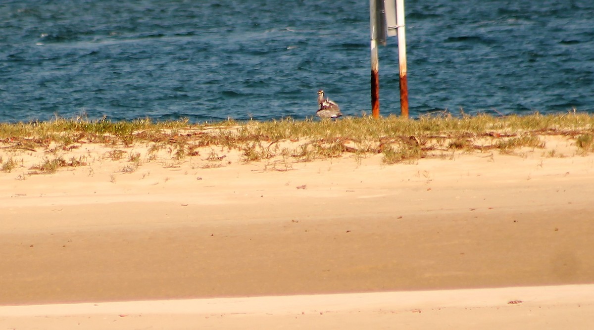 Beach Thick-knee - Sam Adams