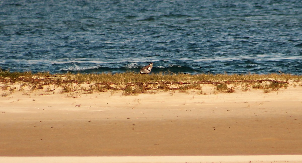 Beach Thick-knee - ML216207451