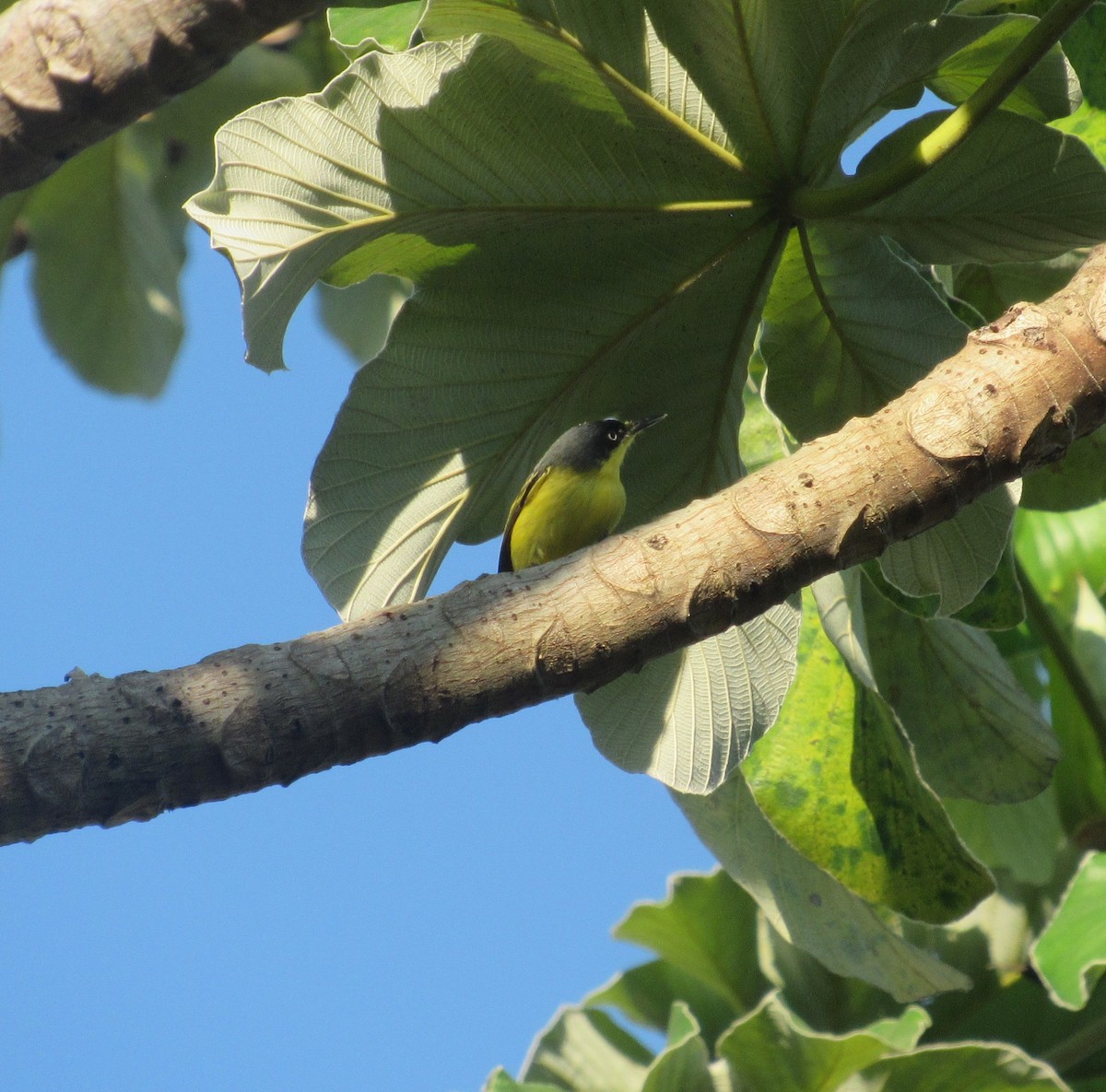 Common Tody-Flycatcher - ML216207581