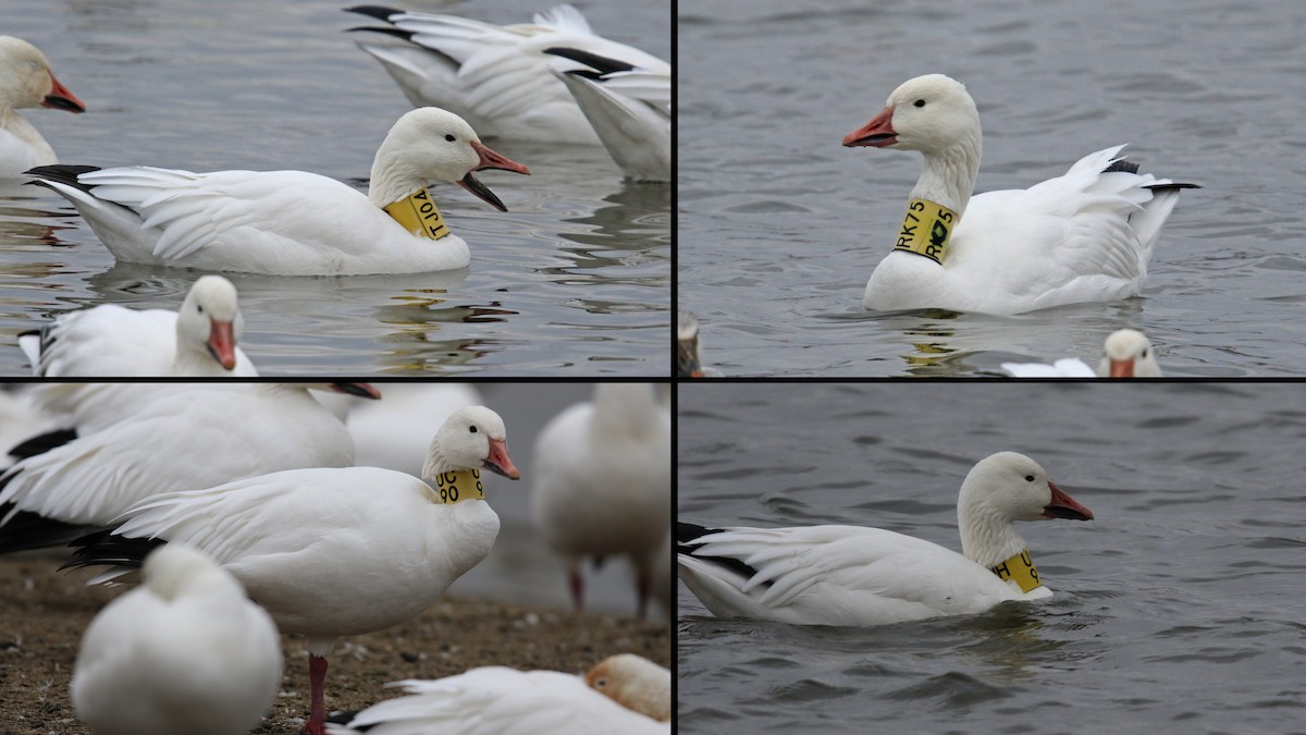 Snow Goose - ML21620941