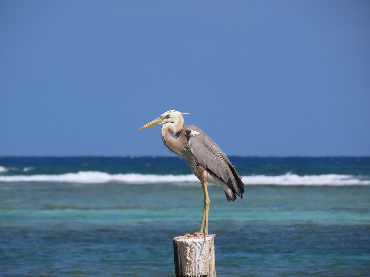 Great Blue Heron (Wurdemann's) - Dick Porter